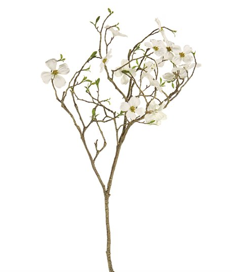 White Dogwood Blossom Branch